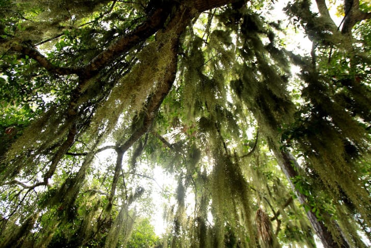 10 Things You Should Know About Spanish Moss Mental Floss