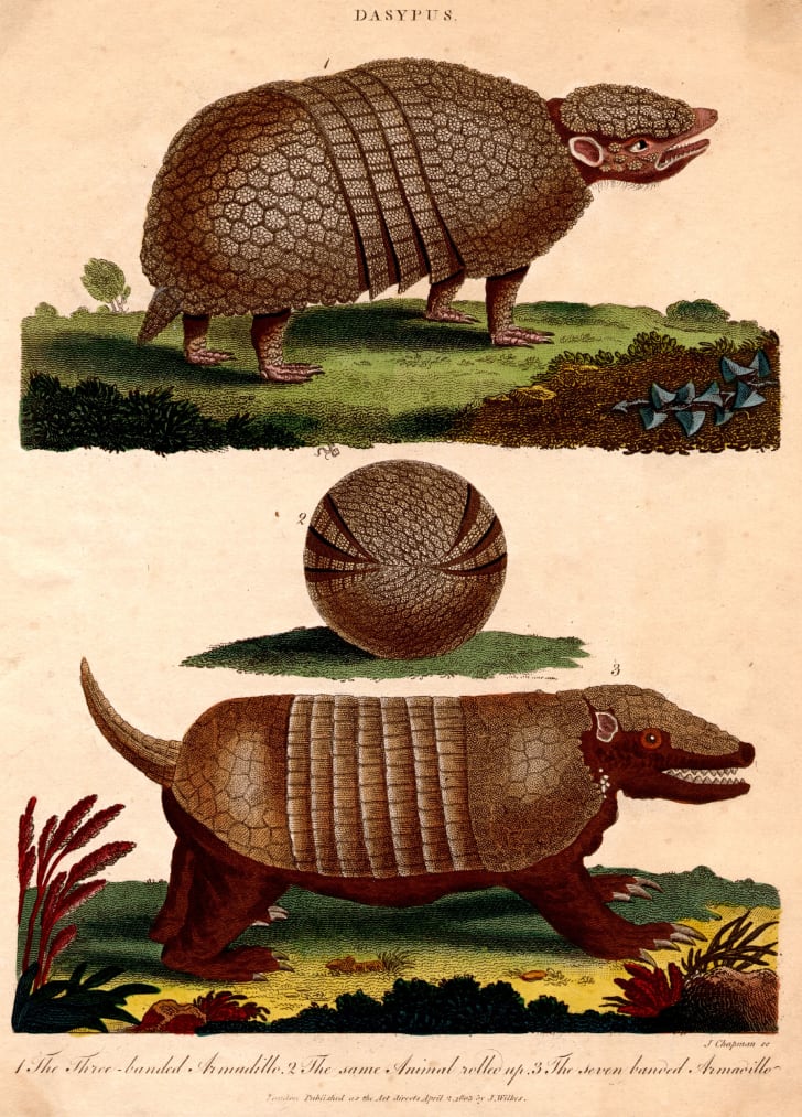 12 Odd Facts and Stories About Armadillos | Mental Floss