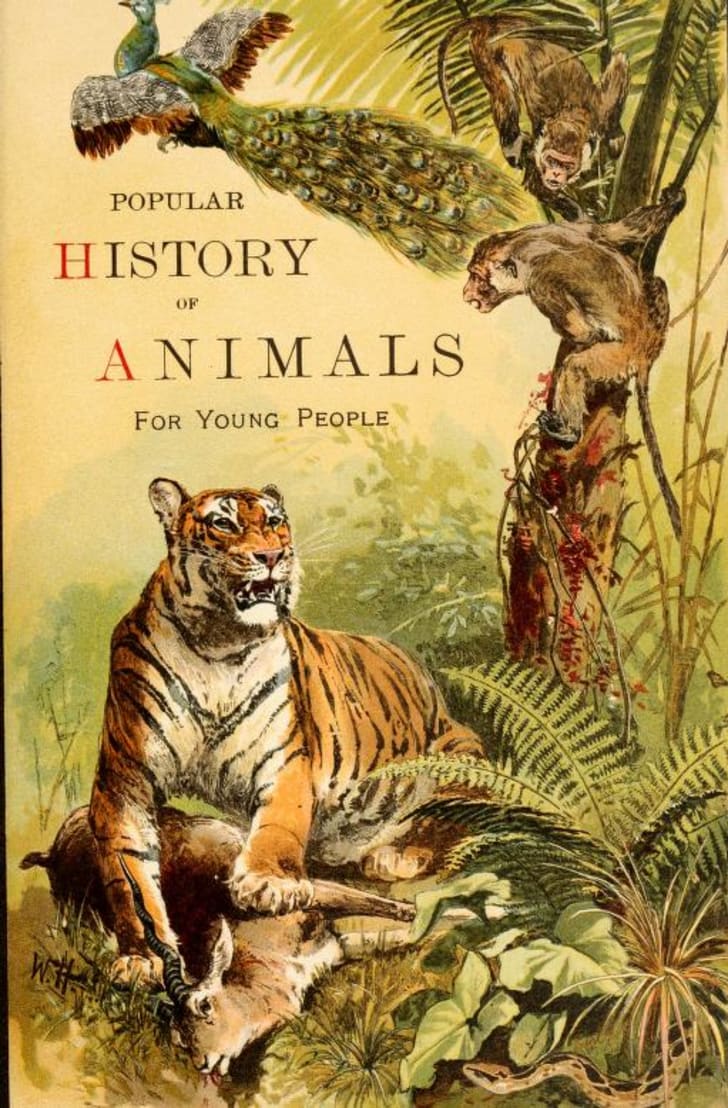 See a Book on the Animal Kingdom From 1895 Mental Floss
