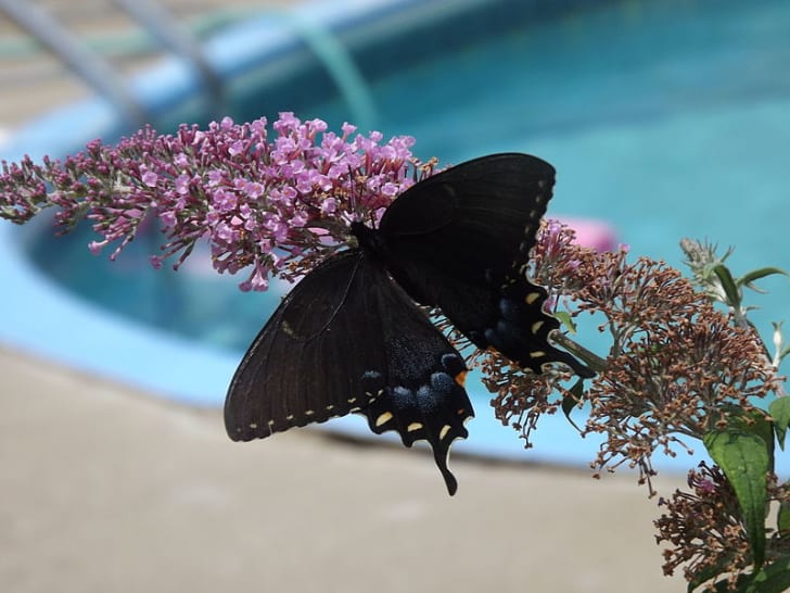 A Rainbow Of Butterflies Mental Floss