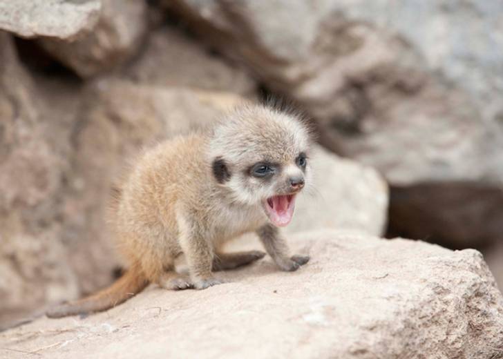 10 Fascinating Furry Facts About Meerkats Mental Floss