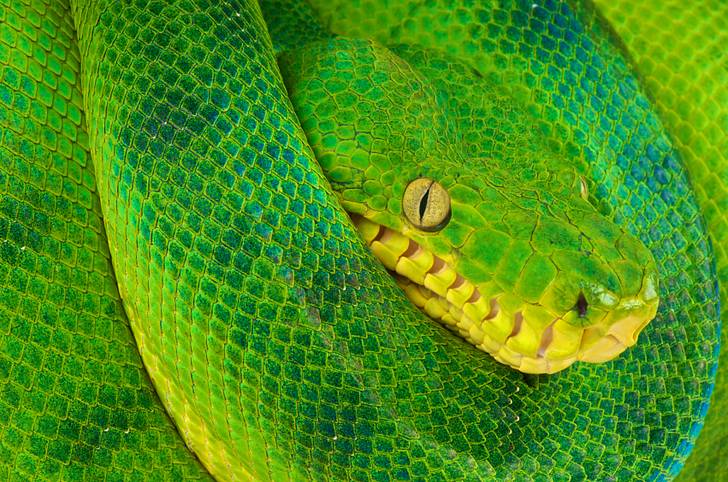 What S The Difference Between A Boa And A Python Mental Floss
