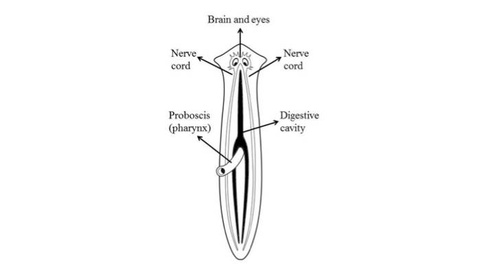 13 Things You Didn T Know About Planarians Mental Floss