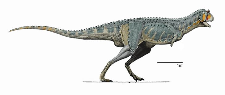 carnotaurus eyes