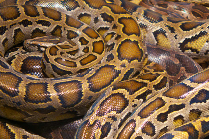 11 Fun Facts About Anacondas Mental Floss
