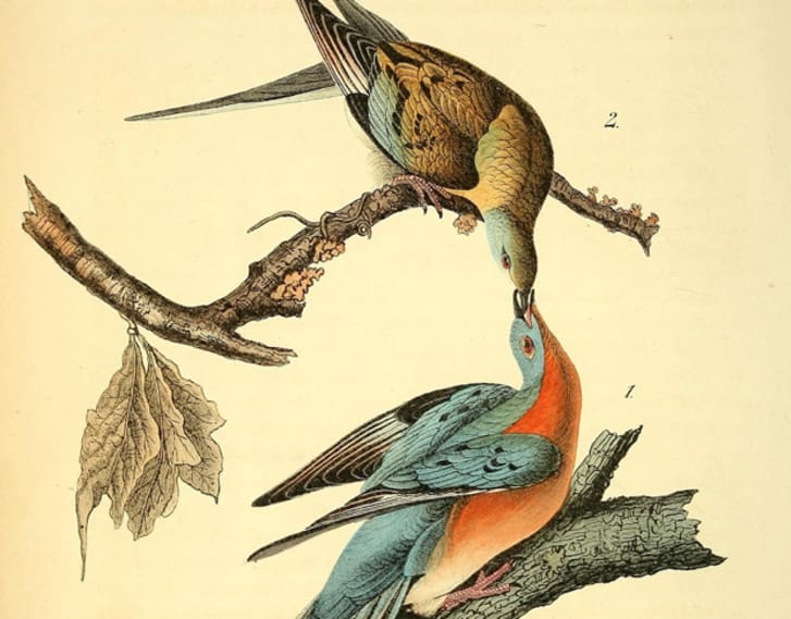 extinct passenger pigeon