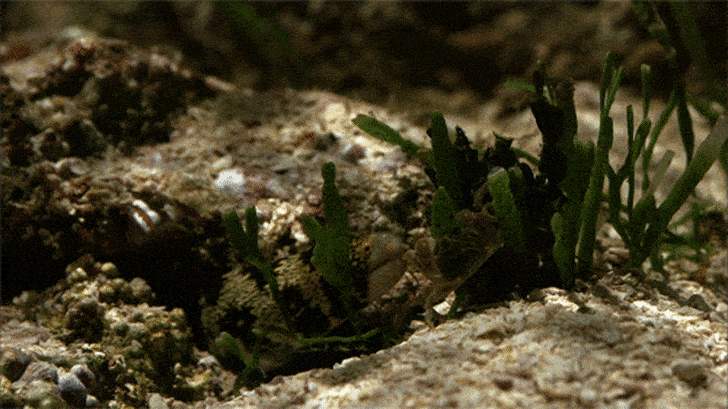 Top 5 Gifs Of Deadly Animal Kills Mental Floss Top 5 Gifs Of Deadly Animal Kills Mental Floss