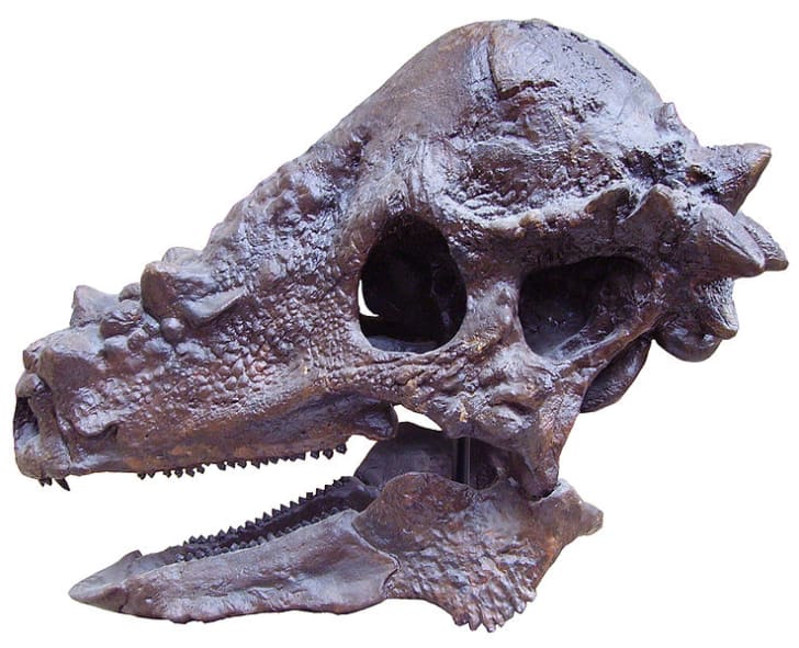 10 Bone Headed Facts About Pachycephalosaurus Mental Floss