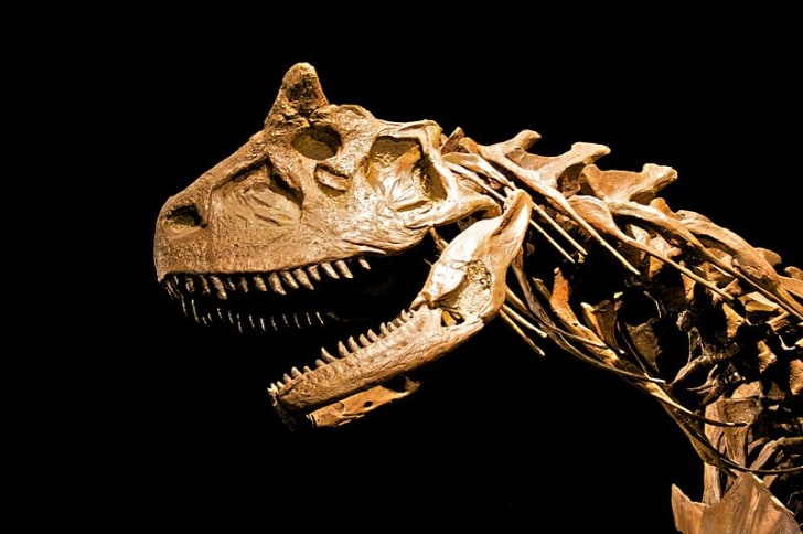 cretaceous carnivorous dinosaurs