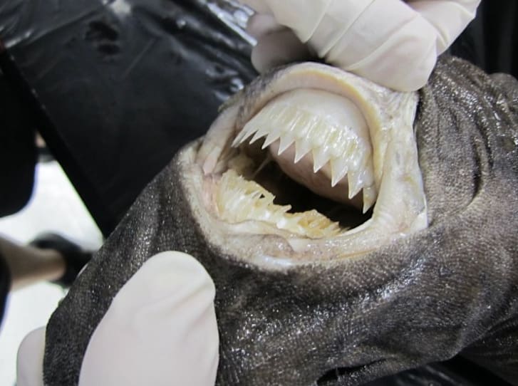 14 Facts About The Cookiecutter Shark Mental Floss