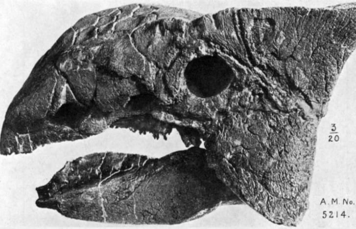 fossilized ankylosaurus