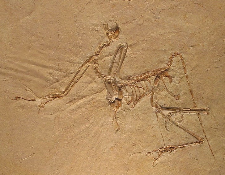 real archaeopteryx