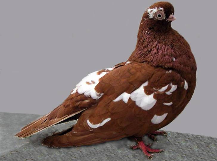 9 Bizarre And Beautiful Fancy Pigeons Mental Floss