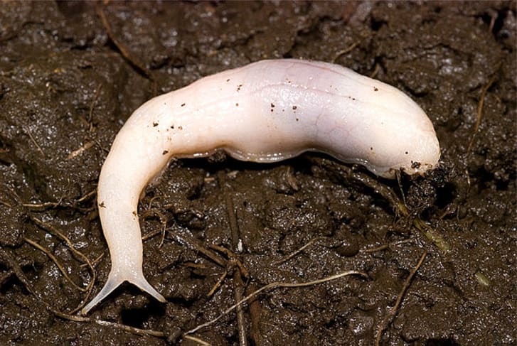 random fun facts about slugs