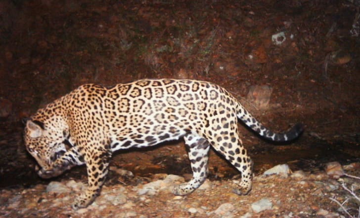 10 Roaring Facts About Jaguars Mental Floss