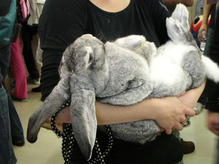huge fluffy bunny