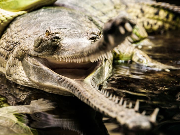 gharial plush
