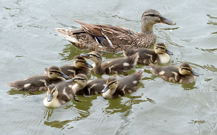 15 Unflappable Facts About Mallards Mental Floss