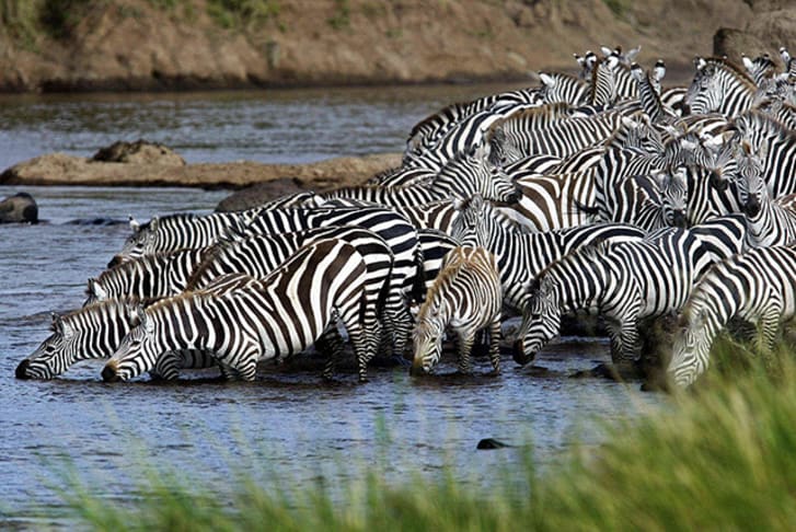 14 Zany Facts About Zebras Mental Floss 1044