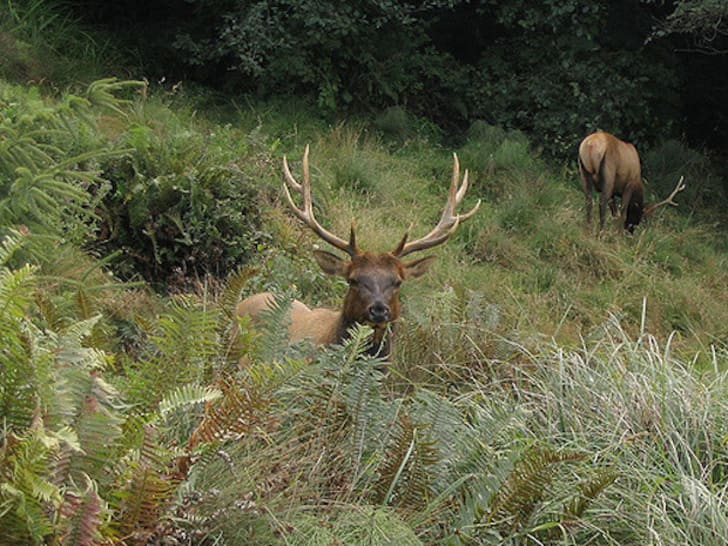 10 Facts About Olympic National Park | Mental Floss