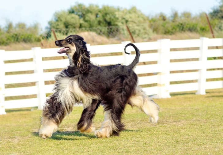 10 Elegant Facts About The Afghan Hound Mental Floss