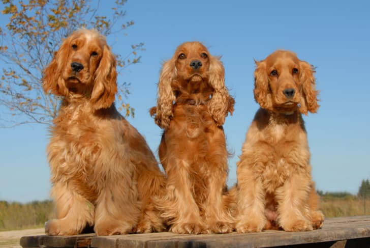 10 Elegant Facts About Cocker Spaniels | Mental Floss