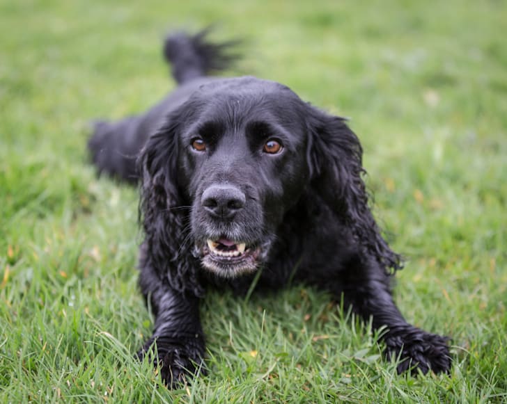10 Elegant Facts About Cocker Spaniels Mental Floss
