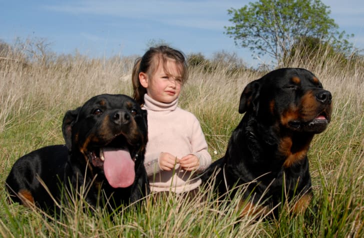 10 Robust Facts About the Rottweiler | Mental Floss