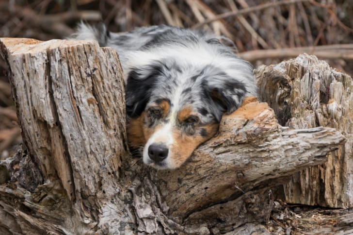 11 Active Facts About The Australian Shepherd Mental Floss