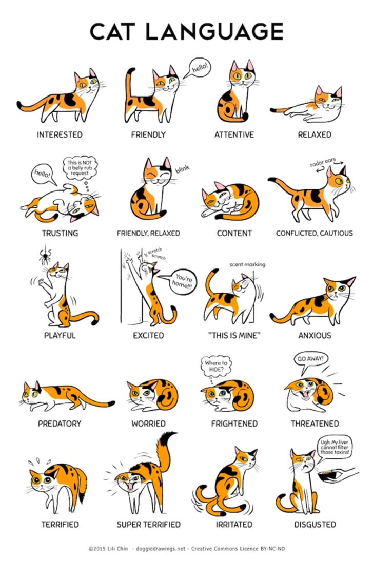 Decipher Your Cat S Body Language With This Helpful Infographic Mental Floss Decipher Your Cat S Body Language With