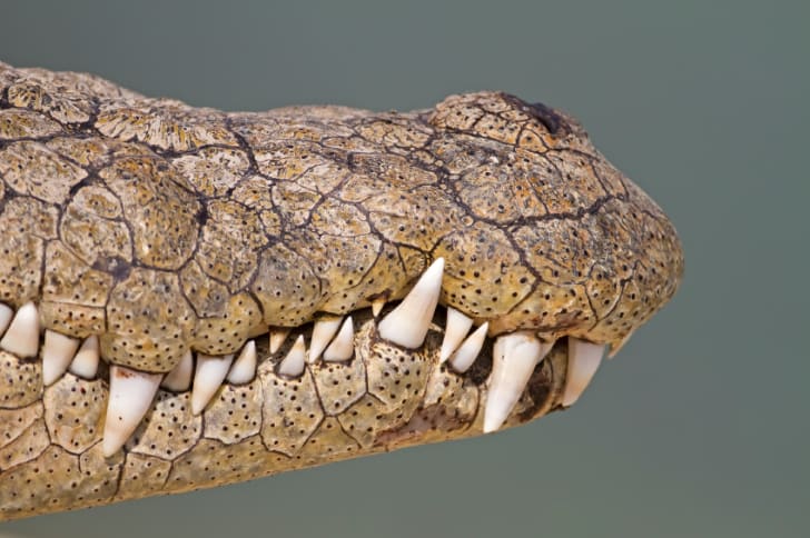 What’s the Difference Between an Alligator and a Crocodile? | Mental Floss