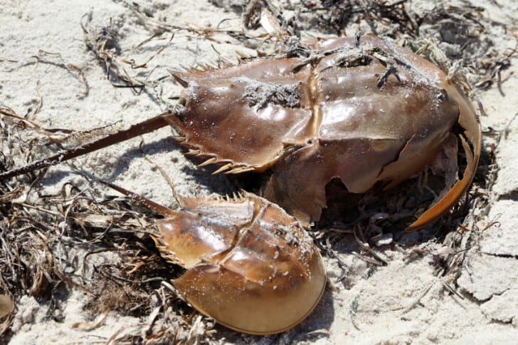 Horseshoe Crab Festival 2022