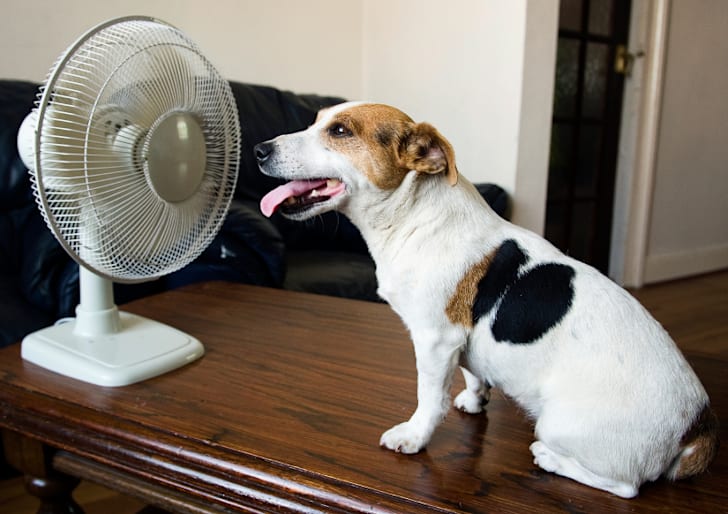10 Energetic Facts About The Jack Russell Terrier Mental Floss