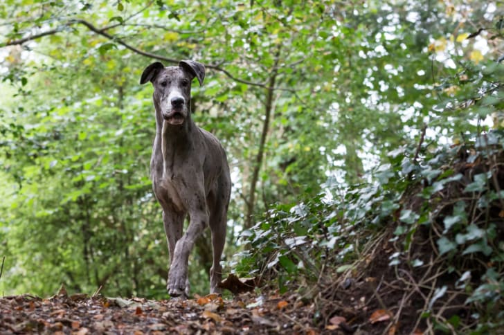 10 Mighty Facts About Great Danes Mental Floss