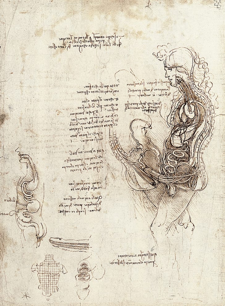 An anatomical sketch