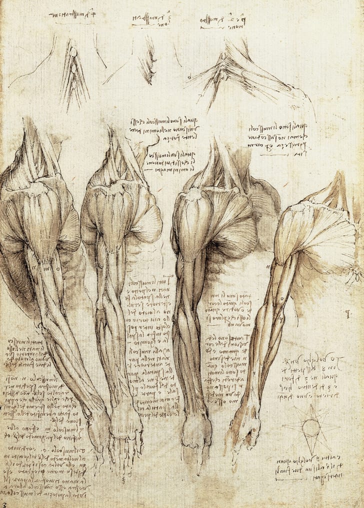 An anatomical drawing of muscles
