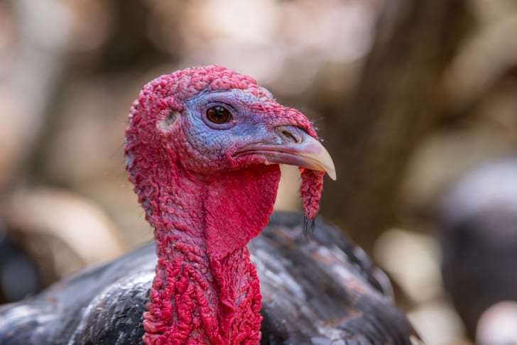 Facts About Turkeys Mental Floss