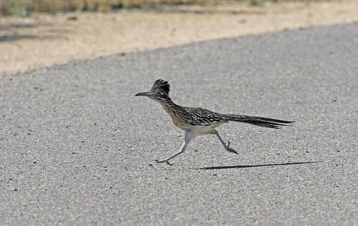 10 Quick Facts About Roadrunners Mental Floss 10 Quick Facts About Roadrunners Mental Floss