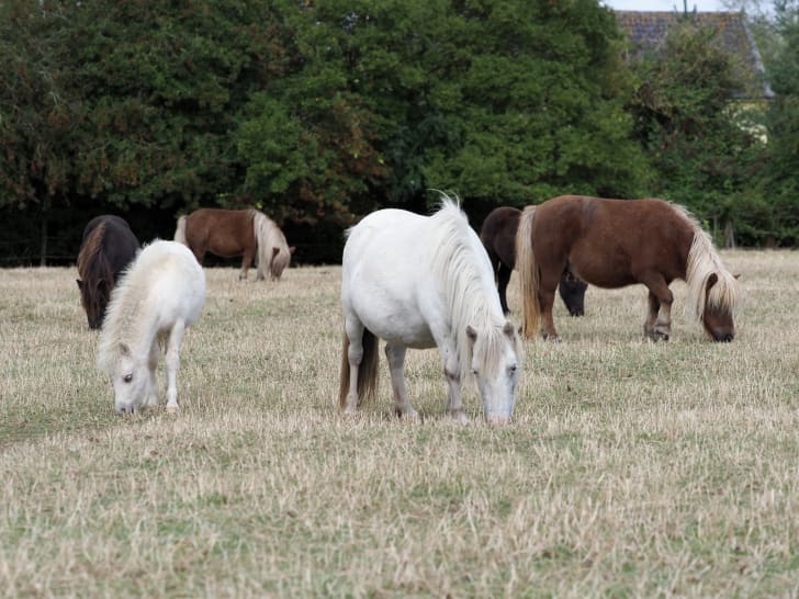 A herd of Shetland ponies grazing in a field