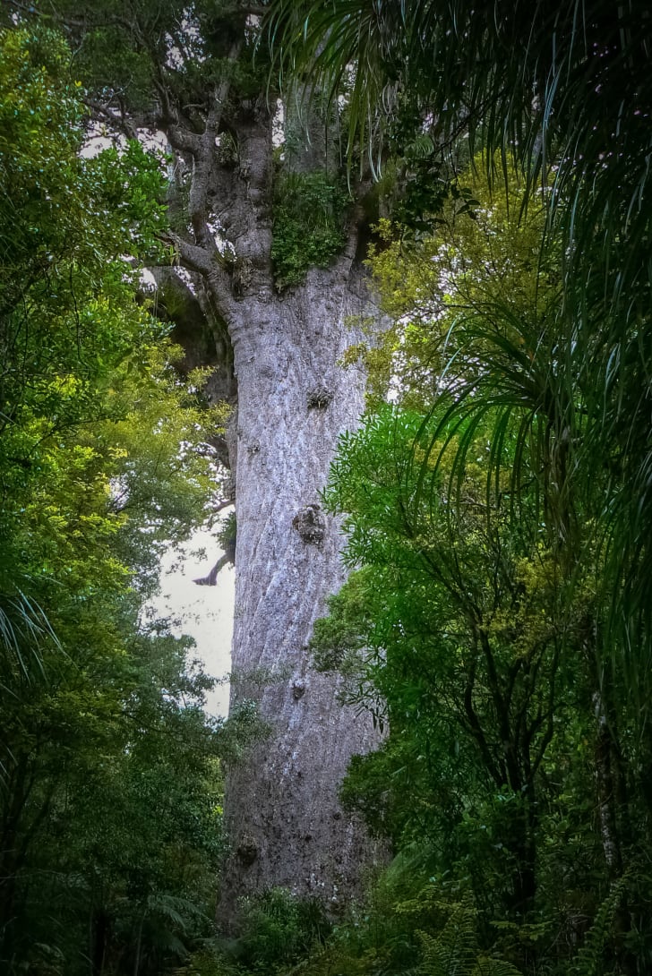 Interesting Trees Around The World Mental Floss Interesting Trees Around The World Mental Floss