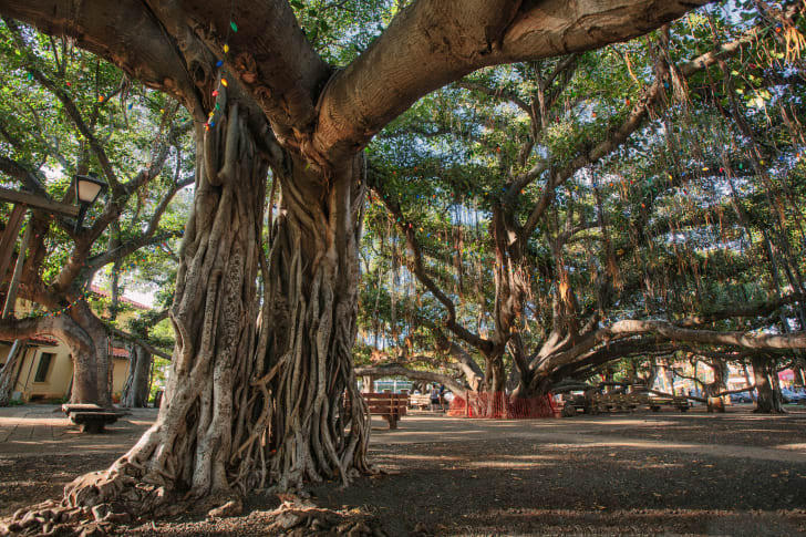 Interesting Trees Around The World Mental Floss Interesting Trees Around The World Mental Floss