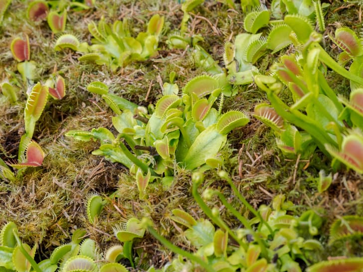 Venus flytraps in the wild.