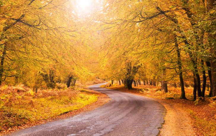Sunlight on yellow fall foliage Sunlight on yellow fall foliage