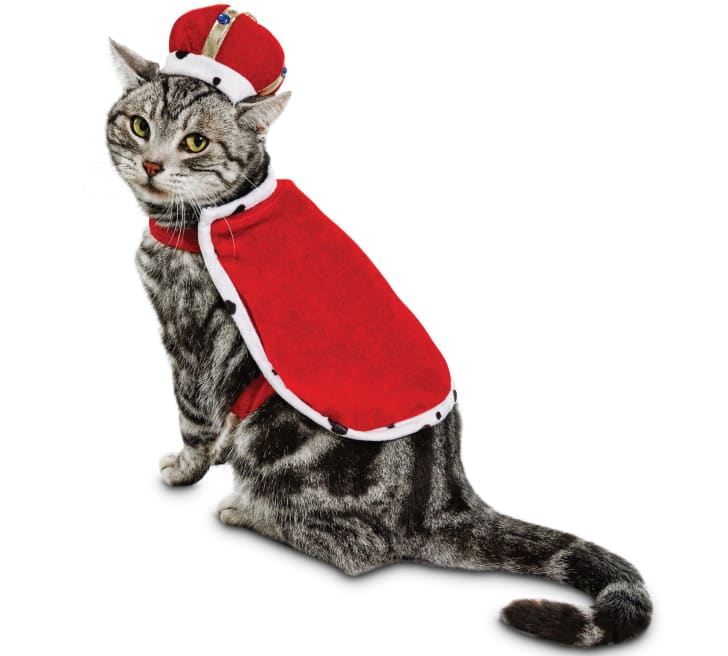 Get the best cat halloween costumes of 2019. Get the best cat halloween costumes of 2019.