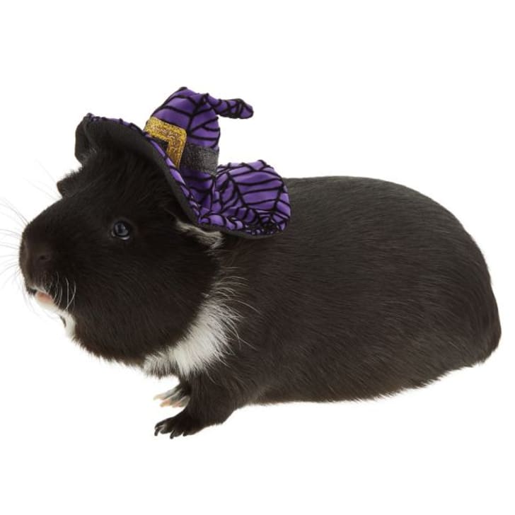 Guinea pig in Halloween costume.