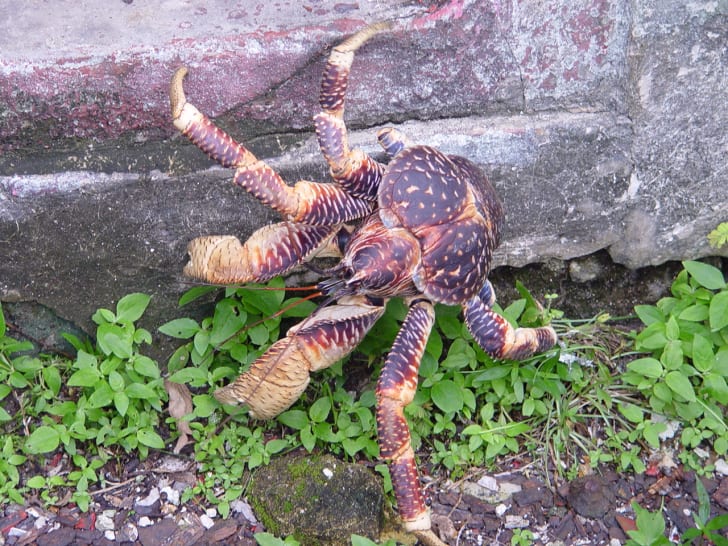 10 Ginormous Facts About Coconut Crabs Mental Floss