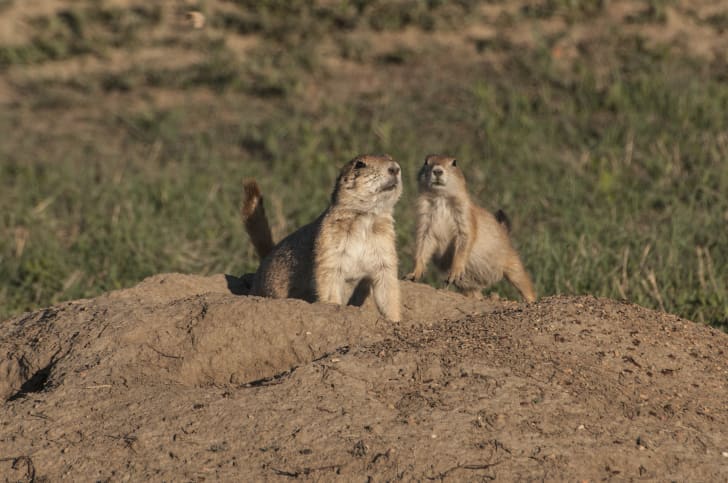 Theodore Roosevelt National Park Facts | Mental Floss