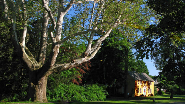 Interesting Trees Around The World Mental Floss