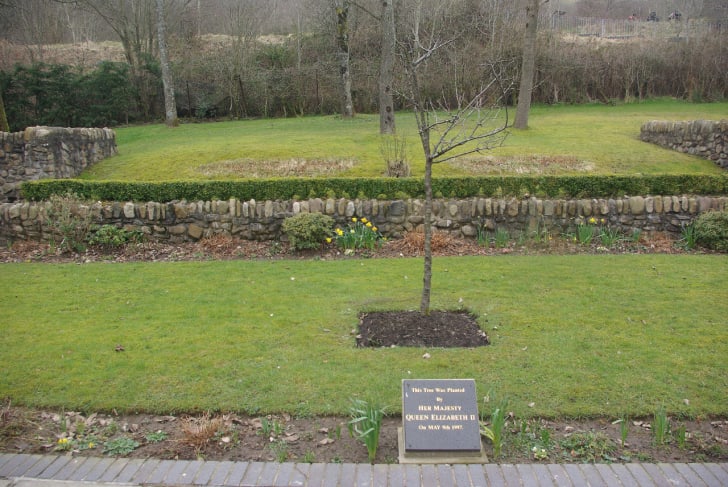 queen elizabeth II's tree at aberfan memorial garden