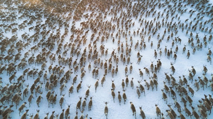 Reindeer Facts Mental Floss